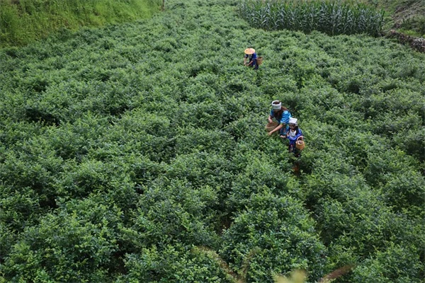 Sarah Ferguson's Melanoma Diagnosis: Early Detection Saves Lives
